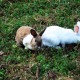 Rabbit view Rabbit view