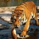 Tiger on prowl