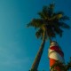 Beauty of a Coconut tree Beauty of a Coconut tree