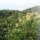 Greenery Greenery
