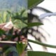 Plant and animal species Plant and animal species