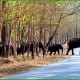 A herd of Elephant A herd of Elephant