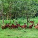 A pack of deer in Thirunelli forest A pack of deer in Thirunelli forest