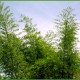 Bamboo Trees Bamboo Trees