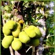 Jackfruit Jackfruit