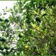 Oranges Oranges