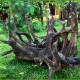 Wood Tree Wood Tree
