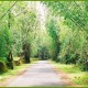The state highway towards Thirunelli The state highway towards Thirunelli