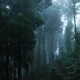 Dense Forest Dense Forest