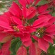 Flowers Flowers