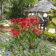 Flowery Garden Flowery Garden
