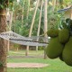 Hammock Hammock