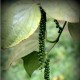 Nature Nature