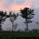 Tea Plantations Tea Plantations