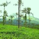 Tea Estate View Tea Estate View