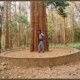 Forest View