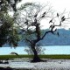 Birds at Chapora River Birds at Chapora River