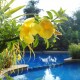 Poolside Yellow Flowers
