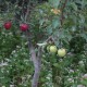 Apples
