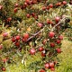 Apple Orchard