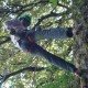 Rock climbing