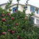 Orchard View Orchard View