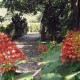 Flora