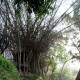 Trekking Trekking