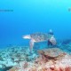 Marine Wildlife