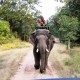 Elephant Ride