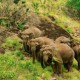 Elephants