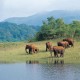 Herd of Elephants
