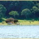 Wildlife